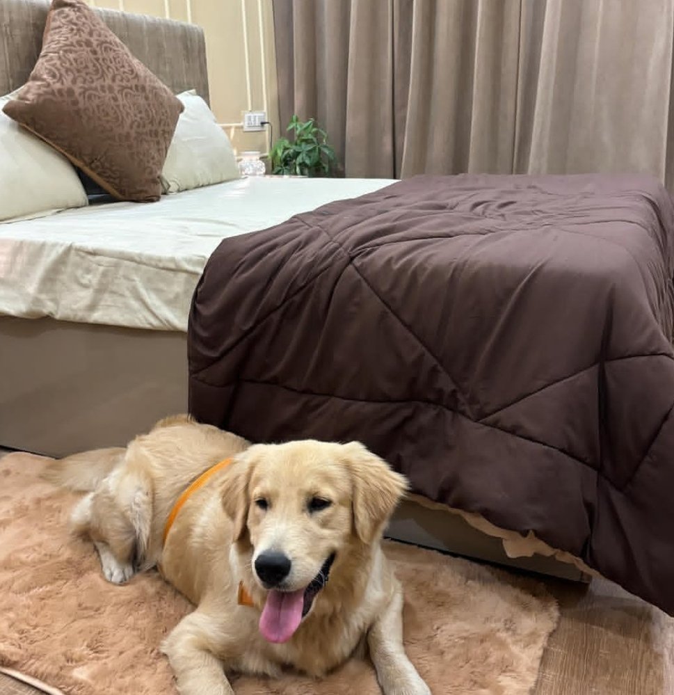 Home Dog and a bedroom